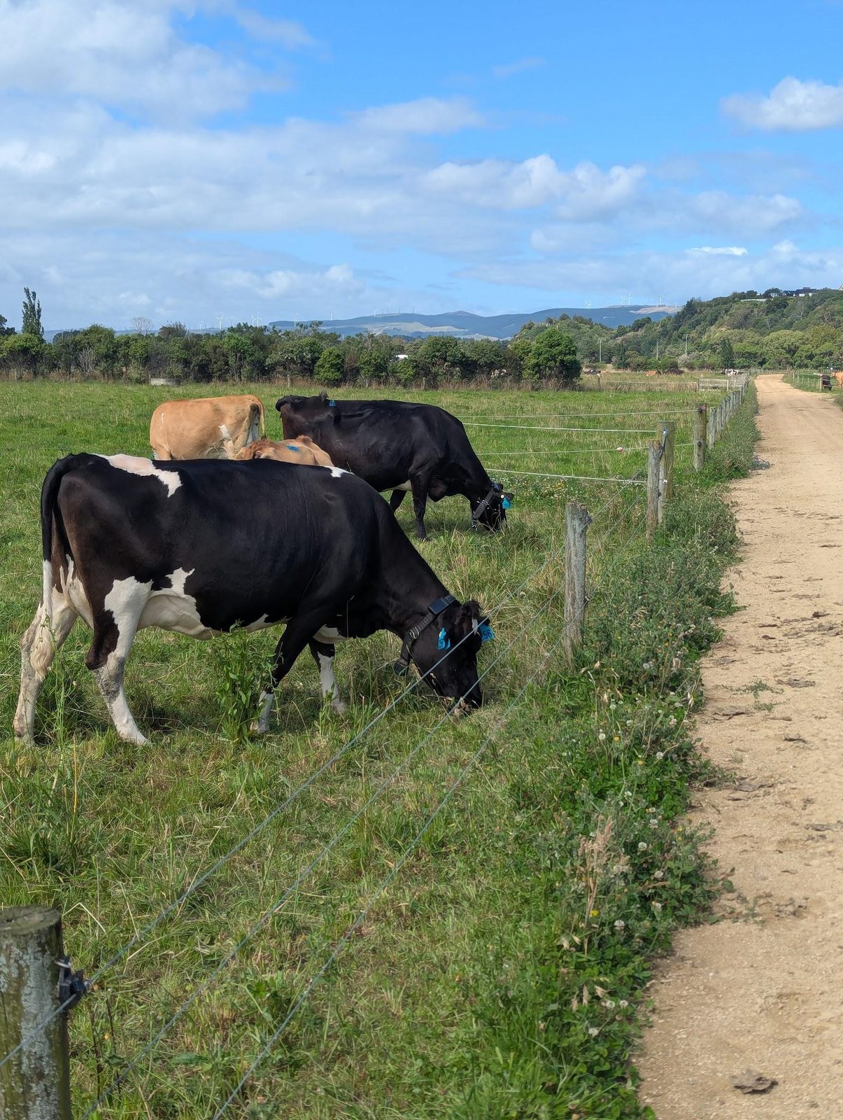 Cows grazing on pasture beside a farm track.