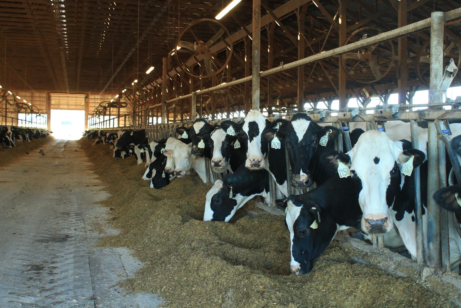 Holstein cows feeding along a barn feed bunk.