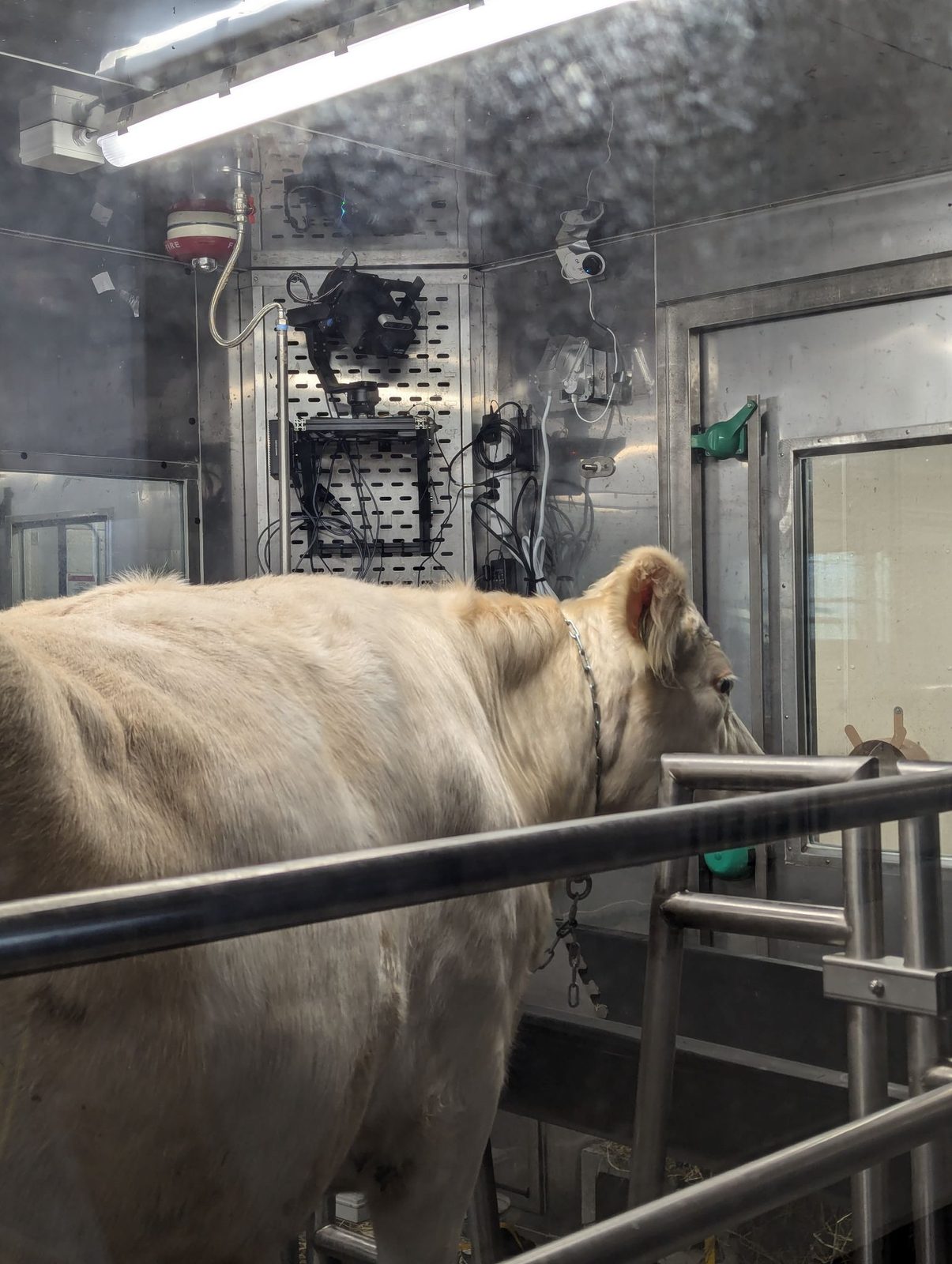 A white cow standing in the chamber stall below the camera package.