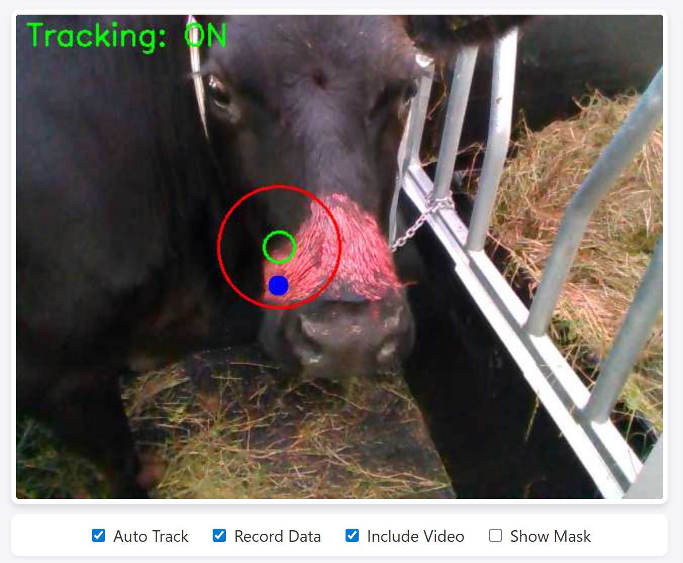 Tracker view of a cow with pink paint on its nose, very close to the camera.