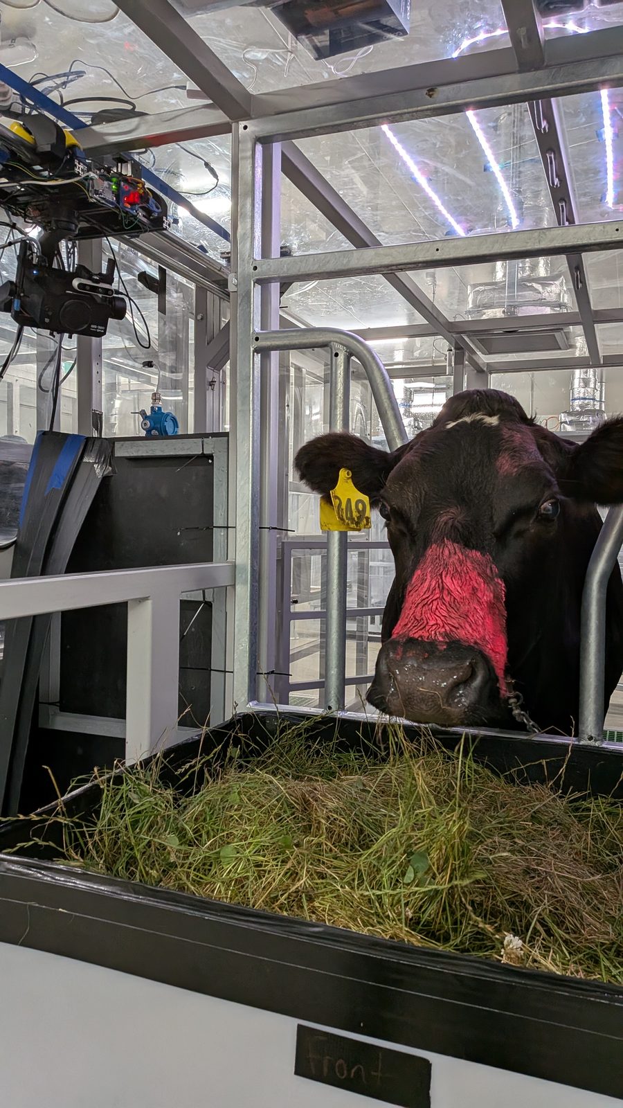 A black cow with a pink stripe of tail paint on its nose bridge eats from the feed trough, seen from the front of the stall, with the OGI camera on its gimbal hanging from the chamber frame at top left.